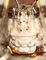 Sticthippus californicus - photo 2