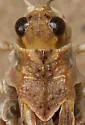 Sticthippus californicus - photo 4