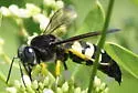 Horse Guard Wasp