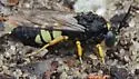 Horse Guard Wasp - photo 2