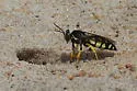 Horse Guard Wasp - photo 3
