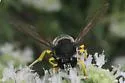 Horse Guard Wasp - photo 4