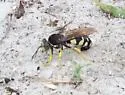 Horse Guard Wasp - photo 5