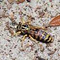 Stictiella emarginata