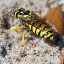Stictiella emarginata - photo 4