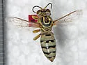 Stictiella formosa
