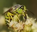 Stictiella pulchella - photo 4