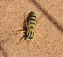 Algodones Sand Wasp