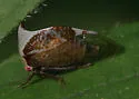 Stictocephala albescens