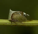 Stictocephala albescens - photo 2