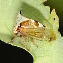 Stictocephala albescens - photo 4