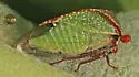 Stictocephala basalis