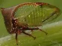 Stictocephala basalis - photo 5