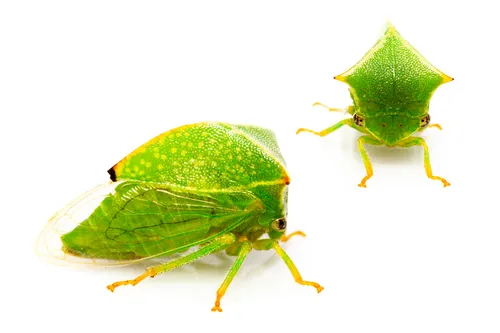 Buffalo Treehopper - photo 2