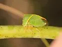 Stictocephala brevicornis