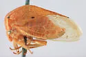 Stictocephala brevicornis - photo 4