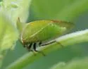 Stictocephala brevitylus
