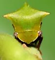 Stictocephala brevitylus - photo 2