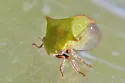 Stictocephala brevitylus - photo 3