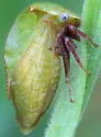 Stictocephala brevitylus - photo 4