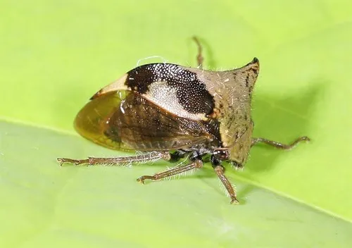 Two-horned Treehopper - photo 2