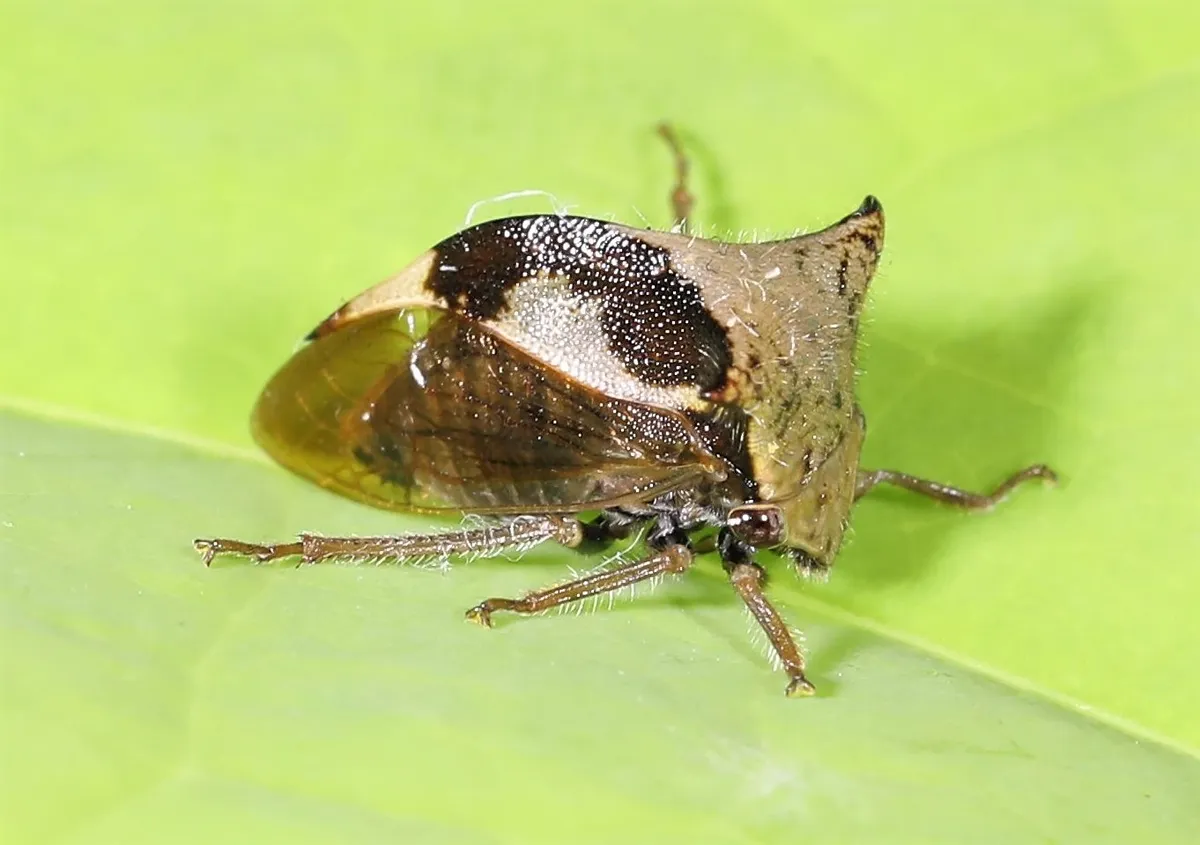 Two-horned Treehopper - photo 3
