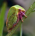 Stictocephala diminuta