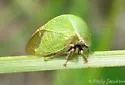 Stictocephala lutea