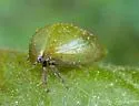 Stictocephala lutea - photo 2