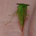 Stictocephala militaris