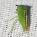 Stictocephala militaris - photo 2