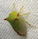 Stictocephala militaris - photo 3