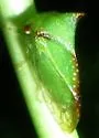 Stictocephala militaris - photo 4