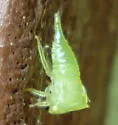 Stictocephala militaris - photo 5