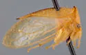 Stictocephala palmeri