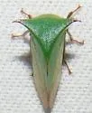 Stictocephala stimulea - photo 3