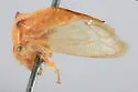 Stictocephala taurina