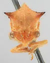 Stictocephala taurina - photo 3