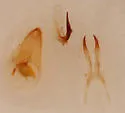 Stictocephala taurina - photo 5