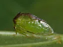 Stictocephala tauriniformis