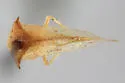 Stictocephala tauriniformis - photo 2