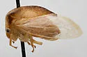 Stictocephala tauriniformis - photo 4