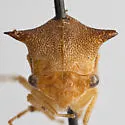 Stictocephala tauriniformis - photo 5