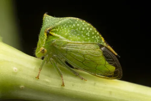 Stictocephala terminalis
