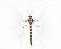 Stictochironomus devinctus