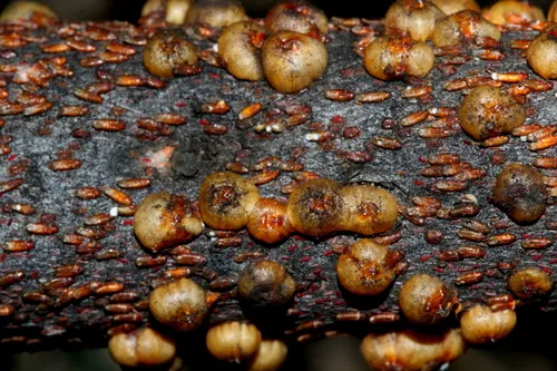Stictococcidae - Stictococcidae