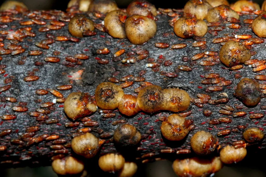 Stictococcidae - photo 2
