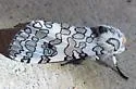 Stictocompe oslari - Hodges#8148 - photo 3