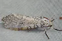 Stictocompe oslari - Hodges#8148 - photo 4