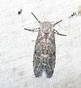 Stictocompe suffusa - Hodges#8149 - photo 2